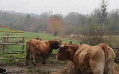Dans l’Aisne, un troupeau de vaches est en fuite depuis des semaines et personne ne parvient à les rattraper