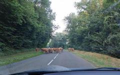 Aisne : un troupeau de vaches est en fuite depuis des semaines et personne ne parvient à les rattraper