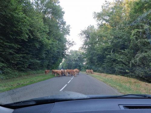 Aisne : un troupeau de vaches est en fuite depuis des semaines et personne ne parvient à les rattraper