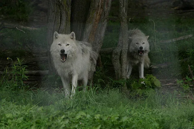 Le loup : d’espèce menacée à espèce menaçante