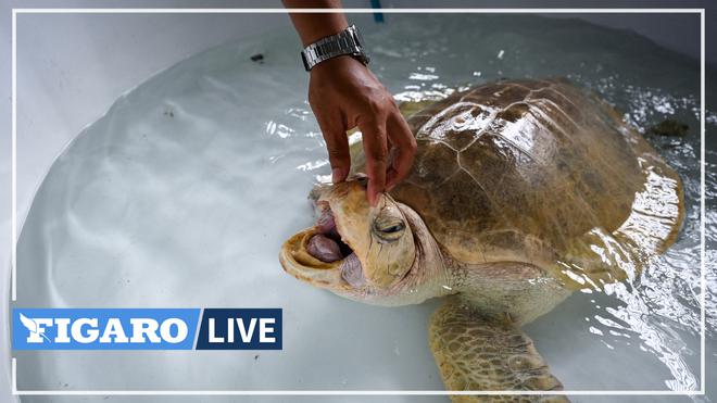 En Thaïlande, les tortues marines de retour sur les plages grâce à la pandémie