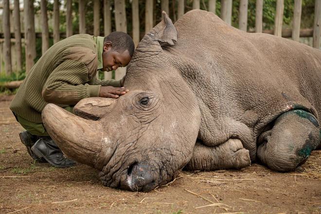 Dernière chance pour sauver le rhinocéros blanc du Nord