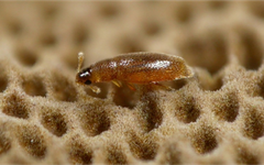 Les coléos miniatures : le cas de Baranowskiella ehnstromi (Coléoptères Ptilidae) en métropole