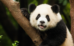 Pandas, énergies vertes et train de nuit : 10 bonnes nouvelles pour la planète en 2021