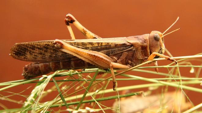 Les croquettes aux insectes sont-elles le futur de nos animaux de compagnie ?