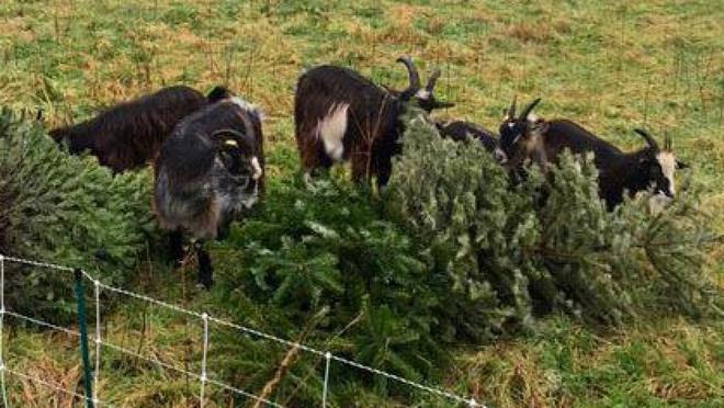 Les chèvres vont permettre de recycler les sapins de Noël à Barentin