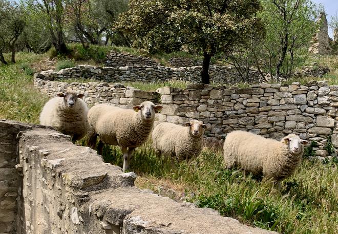 GARD RHODANIEN Bientôt des moutons dans les vignes ?