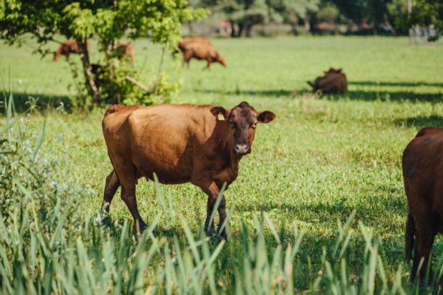 Polémique autour de l’abattage d’un troupeau de vaches en Haute-Savoie pour un cas de brucellose