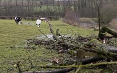 Flaumont-Waudrechies : un arbre tombe sur des fils, le village sans électricité