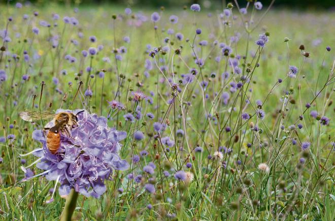 Abeille. Bertrand Schatz : « Conserver les pollinisateurs pour continuer à les tuer avec les pesticides, c'est paradoxal... »