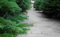 VILLENEUVE-LEZ-AVIGNON Une collecte de sapins de Noël jusqu’au 31 janvier