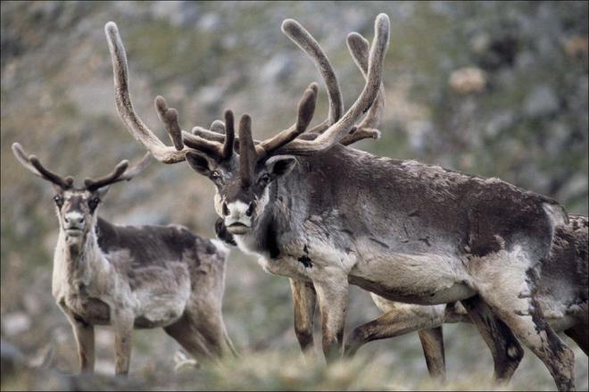 Québec : des ONG au tribunal pour protéger le caribou
