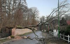À Ferrières, un arbre chute suite à des vents violents