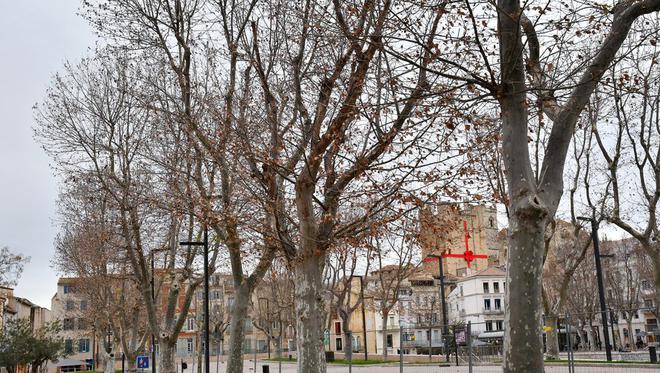 Chancre coloré : quatorze platanes vont être abattus sur le cours Mirabeau à Narbonne