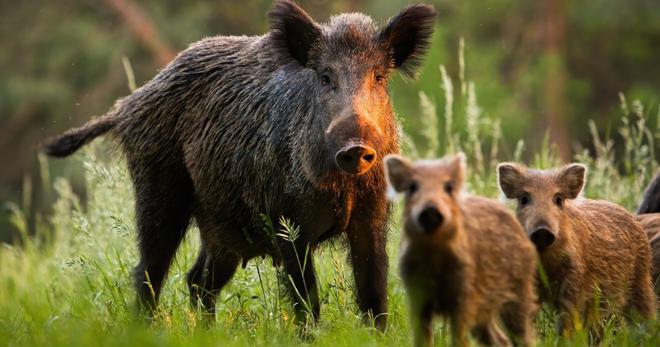 L’Indre-et-Loire interdit aux chasseurs de nourrir les sangliers entre janvier et février