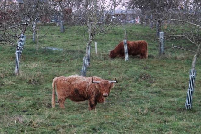 À la Maison du Parc de Notre-Dame-de-Bliquetuit, des vaches Highland en retraite