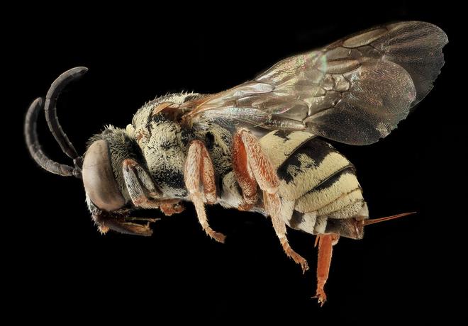 Etude : les pesticides affectent déjà les abeilles de demain