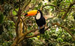 Changement climatique : Pourquoi les espèces tropicales sont les plus menacées
