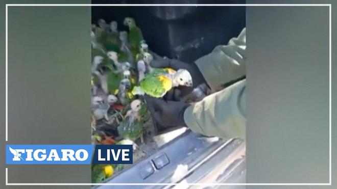 Argentine: cent perroquets découverts dans le coffre d'une voiture