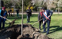 La Ville de Grenoble vante une saison de plantations 2021–2022 record avec plus de 1500 arbres prévus
