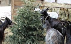 À Jumièges, les chèvres raffolent des sapins de Noël