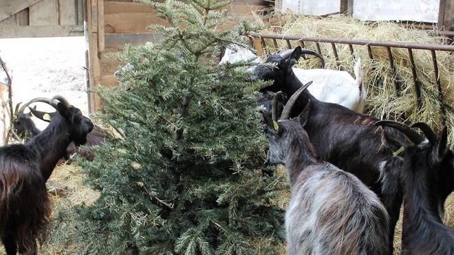 À Jumièges, les chèvres raffolent des sapins de Noël