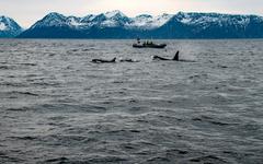 Gard : l’aventure d’un soigneur des otaries du Seaquarium au milieu des orques en Norvège