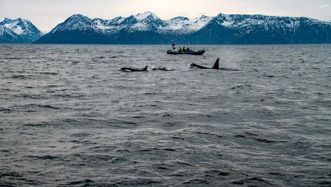 Gard : l’aventure d’un soigneur des otaries du Seaquarium au milieu des orques en Norvège