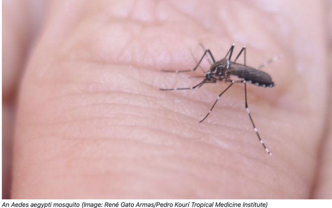 L’irradiation gamma : une solution pour éradiquer les moustiques