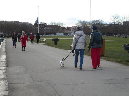 Annecy: pour protéger les cygnes, les chiens pourraient-ils être interdits sur le Pâquier?