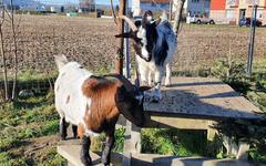 À Caudebec-lès-Elbeuf, chèvres, chevaux et moutons entretiennent les espaces naturels de la ville