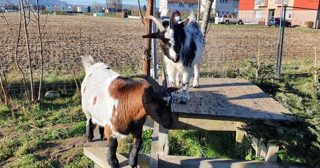 À Caudebec-lès-Elbeuf, chèvres, chevaux et moutons entretiennent les espaces naturels de la ville