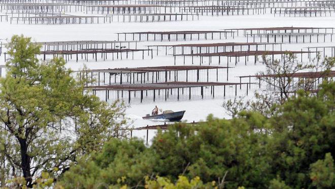 Hérault : interdiction de récolte des coquillages de l'étang de Thau, huîtres exceptées