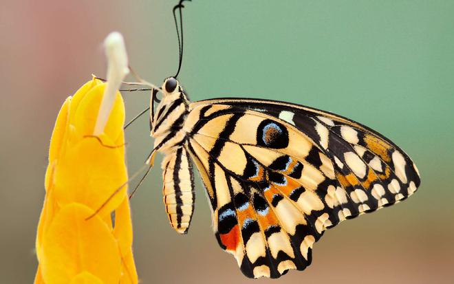 Science citoyenne : participez à la conservation des papillons sur WhatsApp !