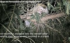 États-Unis : quatre singes de laboratoire s’échappent d’un camion après un accident de la route