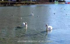 Les cygnes désertent le lac d’Annecy