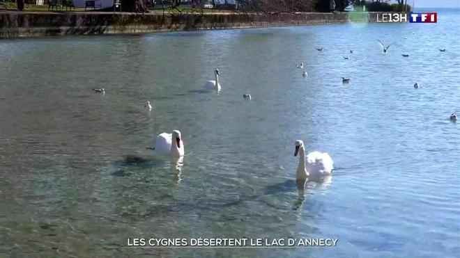 Les cygnes désertent le lac d’Annecy