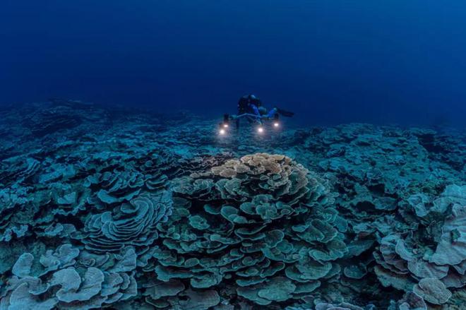 Des chercheurs sont tombés sur une véritable merveille au large de Tahiti