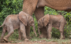 Des jumeaux éléphants voient le jour au Kenya, une première depuis 2006