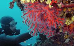 Les coraux de Méditerranée sont mis en péril par les vagues de chaleur