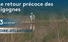 Loire-Atlantique : le retour précoce des cigognes