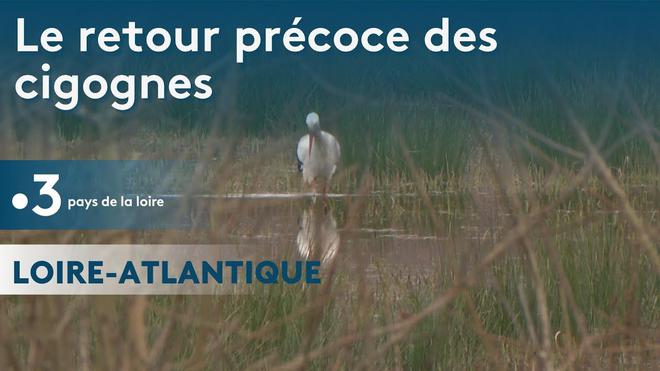 Loire-Atlantique : le retour précoce des cigognes