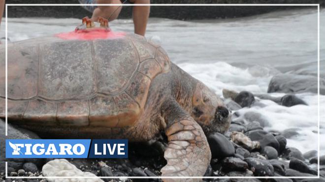 À La Réunion, des tortues équipées de balises au service des météorologues
