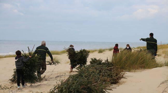 Bassin d’Arcachon : A La Teste, la seconde vie des sapins de Noël réutilisés pour consolider la dune