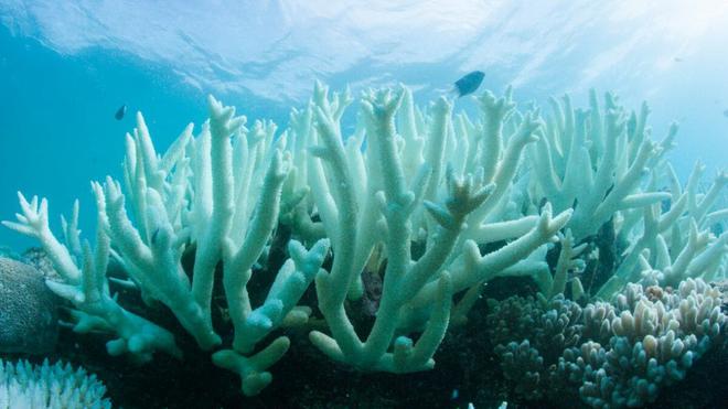 L’Australie investit 700 000 millions de dollars pour protéger la Grande barrière de corail