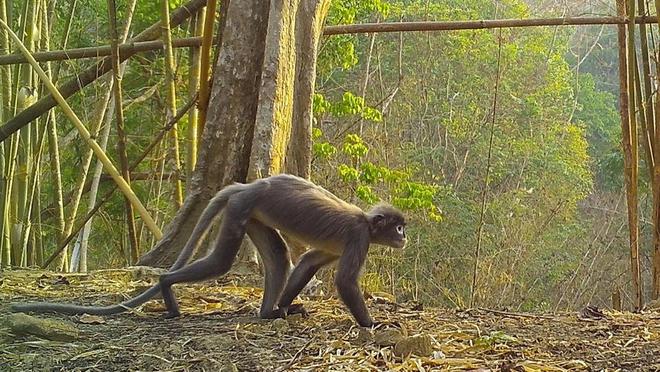 Singe, grenouille, gecko... : 224 espèces découvertes en 2020 dans le Grand Mékong