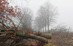 Au Neubourg, dans l’Eure, la polémique sur l’abattage des 138 hêtres s’enracine