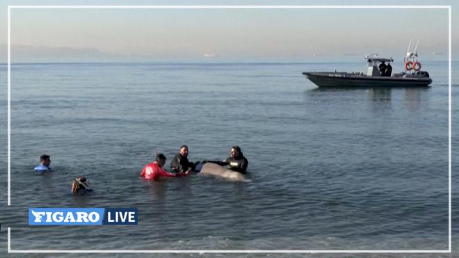 Grèce: blessée, une jeune baleine s’échoue sur une plage à Athènes
