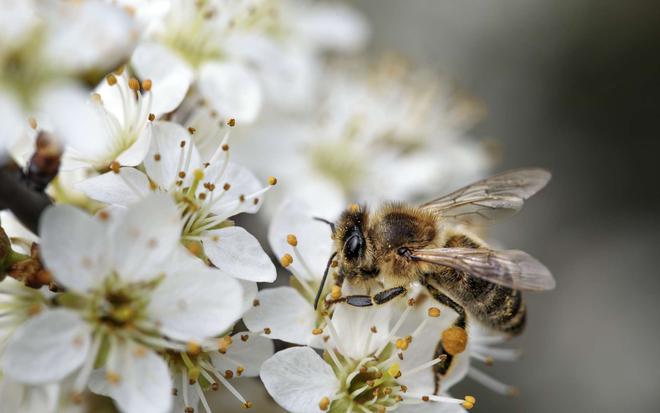 Les conséquences de la pollution sur la pollinisation