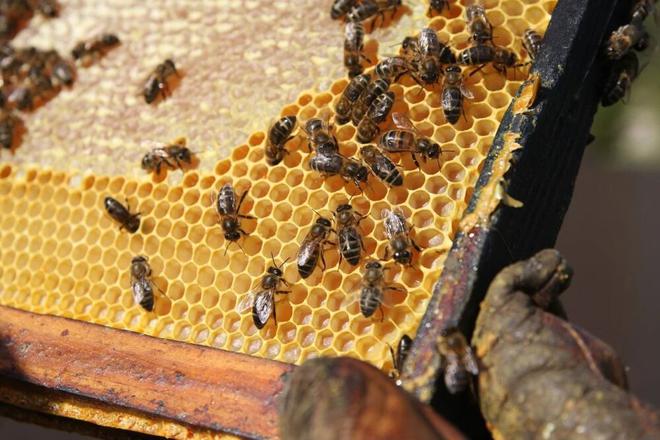 Les Écologistes accusent la Région Auvergne-Rhône-Alpes d’abandonner une mesure d’aide aux apiculteurs